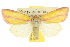  ( - 10ANIC-08035)  @11 [ ] CreativeCommons - Attribution (2010) CBG Photography Group Centre for Biodiversity Genomics