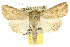  ( - 10ANIC-08041)  @11 [ ] CreativeCommons - Attribution (2010) CBG Photography Group Centre for Biodiversity Genomics