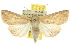  (Mythimna semicana - 10ANIC-08043)  @15 [ ] CreativeCommons - Attribution (2010) CBG Photography Group Centre for Biodiversity Genomics