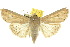  (Mythimna separata - 10ANIC-08047)  @15 [ ] CreativeCommons - Attribution (2010) CBG Photography Group Centre for Biodiversity Genomics