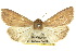  ( - 10ANIC-08048)  @13 [ ] CreativeCommons - Attribution (2010) CBG Photography Group Centre for Biodiversity Genomics
