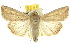  ( - 10ANIC-08049)  @15 [ ] CreativeCommons - Attribution (2010) CBG Photography Group Centre for Biodiversity Genomics