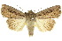  (Mythimna acontosema - 10ANIC-08050)  @15 [ ] CreativeCommons - Attribution (2010) CBG Photography Group Centre for Biodiversity Genomics