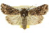  ( - 10ANIC-08054)  @15 [ ] CreativeCommons - Attribution (2010) CBG Photography Group Centre for Biodiversity Genomics