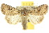  ( - 10ANIC-08055)  @15 [ ] CreativeCommons - Attribution (2010) CBG Photography Group Centre for Biodiversity Genomics
