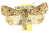  (Mythimna consanguis - 10ANIC-08056)  @15 [ ] CreativeCommons - Attribution (2010) CBG Photography Group Centre for Biodiversity Genomics