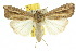  (Leucania stenographa - 10ANIC-08060)  @15 [ ] CreativeCommons - Attribution (2010) CBG Photography Group Centre for Biodiversity Genomics