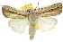  ( - 10ANIC-08062)  @14 [ ] CreativeCommons - Attribution (2010) CBG Photography Group Centre for Biodiversity Genomics