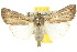  ( - 10ANIC-08066)  @15 [ ] CreativeCommons - Attribution (2010) CBG Photography Group Centre for Biodiversity Genomics