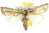  ( - 10ANIC-08067)  @14 [ ] CreativeCommons - Attribution (2010) CBG Photography Group Centre for Biodiversity Genomics