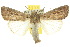  ( - 10ANIC-08068)  @14 [ ] CreativeCommons - Attribution (2010) CBG Photography Group Centre for Biodiversity Genomics