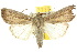  ( - 10ANIC-08069)  @14 [ ] CreativeCommons - Attribution (2010) CBG Photography Group Centre for Biodiversity Genomics
