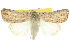  ( - 10ANIC-08079)  @15 [ ] CreativeCommons - Attribution (2010) CBG Photography Group Centre for Biodiversity Genomics