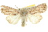  ( - 10ANIC-08081)  @11 [ ] CreativeCommons - Attribution (2010) CBG Photography Group Centre for Biodiversity Genomics