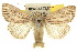  ( - 10ANIC-08083)  @15 [ ] CreativeCommons - Attribution (2010) CBG Photography Group Centre for Biodiversity Genomics