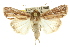  (Leucania venalba - 10ANIC-08086)  @15 [ ] CreativeCommons - Attribution (2010) CBG Photography Group Centre for Biodiversity Genomics