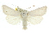  (Sideridis palleuca - 10ANIC-08087)  @11 [ ] CreativeCommons - Attribution (2010) CBG Photography Group Centre for Biodiversity Genomics