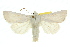  (Chabuata1 - 10ANIC-08088)  @15 [ ] CreativeCommons - Attribution (2010) CBG Photography Group Centre for Biodiversity Genomics