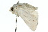  ( - 10ANIC-08093)  @12 [ ] CreativeCommons - Attribution (2010) CBG Photography Group Centre for Biodiversity Genomics