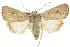  (Leucania dasycnema - 10ANIC-08095)  @15 [ ] CreativeCommons - Attribution (2010) CBG Photography Group Centre for Biodiversity Genomics