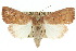  ( - 10ANIC-08097)  @14 [ ] CreativeCommons - Attribution (2010) CBG Photography Group Centre for Biodiversity Genomics