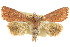  ( - 10ANIC-08103)  @14 [ ] CreativeCommons - Attribution (2010) CBG Photography Group Centre for Biodiversity Genomics