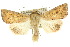 ( - 10ANIC-08104)  @13 [ ] CreativeCommons - Attribution (2010) CBG Photography Group Centre for Biodiversity Genomics