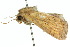  ( - 10ANIC-08105)  @13 [ ] CreativeCommons - Attribution (2010) CBG Photography Group Centre for Biodiversity Genomics