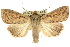  (Mythimna sp. ANIC1 - 10ANIC-08107)  @14 [ ] CreativeCommons - Attribution (2010) CBG Photography Group Centre for Biodiversity Genomics