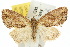 ( - 10ANIC-08116)  @14 [ ] CreativeCommons - Attribution (2010) CBG Photography Group Centre for Biodiversity Genomics