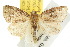  ( - 10ANIC-08117)  @14 [ ] CreativeCommons - Attribution (2010) CBG Photography Group Centre for Biodiversity Genomics
