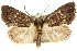  ( - 10ANIC-08119)  @15 [ ] CreativeCommons - Attribution (2010) CBG Photography Group Centre for Biodiversity Genomics