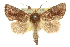  ( - 10ANIC-08121)  @14 [ ] CreativeCommons - Attribution (2010) CBG Photography Group Centre for Biodiversity Genomics
