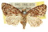  ( - 10ANIC-08126)  @14 [ ] CreativeCommons - Attribution (2010) CBG Photography Group Centre for Biodiversity Genomics