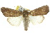  ( - 10ANIC-08128)  @14 [ ] CreativeCommons - Attribution (2010) CBG Photography Group Centre for Biodiversity Genomics