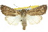  (Mythimna loreyi - 10ANIC-08129)  @15 [ ] CreativeCommons - Attribution (2010) CBG Photography Group Centre for Biodiversity Genomics