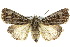  (Agrotis radians - 10ANIC-08143)  @15 [ ] CreativeCommons - Attribution (2010) CBG Photography Group Centre for Biodiversity Genomics