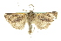  ( - 10ANIC-08144)  @13 [ ] CreativeCommons - Attribution (2010) CBG Photography Group Centre for Biodiversity Genomics