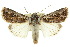  (Agrotis emboloma - 10ANIC-08146)  @15 [ ] CreativeCommons - Attribution (2010) CBG Photography Group Centre for Biodiversity Genomics