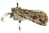  ( - 10ANIC-08147)  @13 [ ] CreativeCommons - Attribution (2010) CBG Photography Group Centre for Biodiversity Genomics