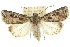  ( - 10ANIC-08148)  @15 [ ] CreativeCommons - Attribution (2010) CBG Photography Group Centre for Biodiversity Genomics