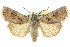  (Agrotis poliophaea - 10ANIC-08149)  @15 [ ] CreativeCommons - Attribution (2010) CBG Photography Group Centre for Biodiversity Genomics