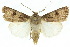  ( - 10ANIC-08151)  @11 [ ] CreativeCommons - Attribution (2010) CBG Photography Group Centre for Biodiversity Genomics