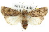  ( - 10ANIC-08154)  @15 [ ] CreativeCommons - Attribution (2010) CBG Photography Group Centre for Biodiversity Genomics