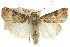  (Agrotis poliotis - 10ANIC-08155)  @15 [ ] CreativeCommons - Attribution (2010) CBG Photography Group Centre for Biodiversity Genomics