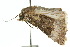  ( - 10ANIC-08158)  @12 [ ] CreativeCommons - Attribution (2010) CBG Photography Group Centre for Biodiversity Genomics