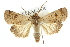  ( - 10ANIC-08160)  @14 [ ] CreativeCommons - Attribution (2010) CBG Photography Group Centre for Biodiversity Genomics