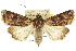  ( - 10ANIC-08163)  @14 [ ] CreativeCommons - Attribution (2010) CBG Photography Group Centre for Biodiversity Genomics