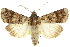  ( - 10ANIC-08164)  @15 [ ] CreativeCommons - Attribution (2010) CBG Photography Group Centre for Biodiversity Genomics