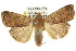  ( - 10ANIC-08165)  @14 [ ] CreativeCommons - Attribution (2010) CBG Photography Group Centre for Biodiversity Genomics
